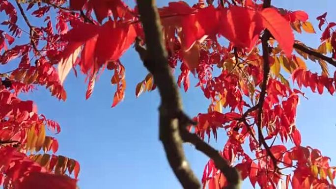 秋天的醋树