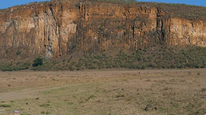 非洲斑马在萨凡纳尘土飞扬的地面上相互跟踪