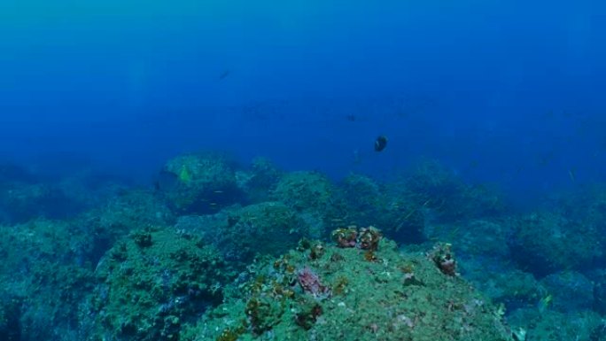 热带珊瑚鱼在深海礁上学