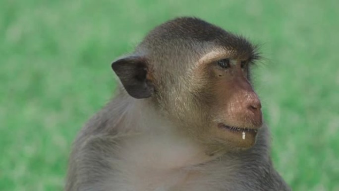 泰国华富里的家养猴子