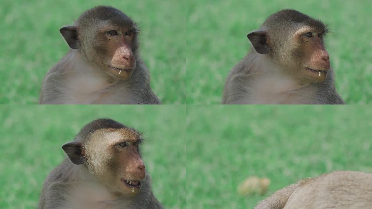 泰国华富里的家养猴子