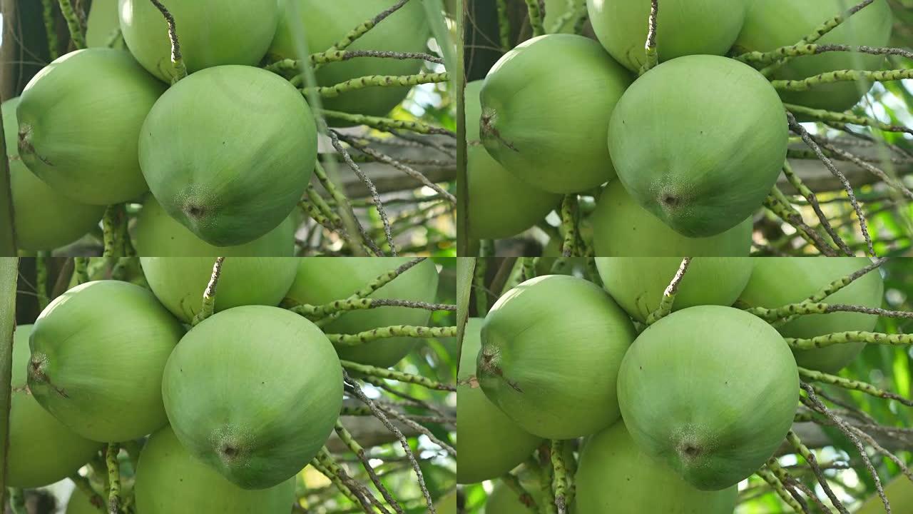 树上的椰子果实树上的椰子果实