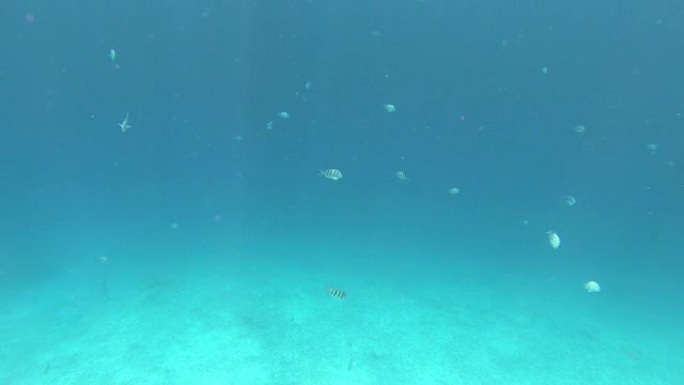 博内尔岛浮潜