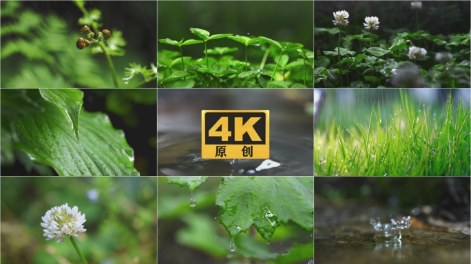 雨自然水滴森林植被发芽露水植物生态