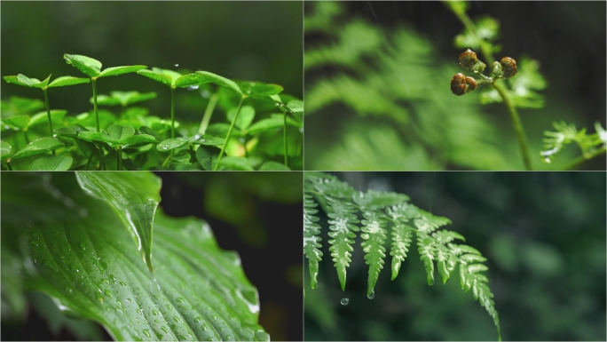 雨自然水滴森林植被发芽露水植物生态