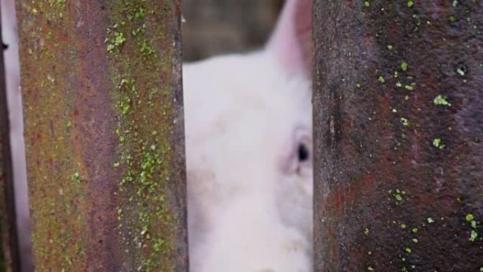 猪圈里的两只小白小猪，小猪在铁棍栅栏后面，猪把鼻子伸进铁棍之间