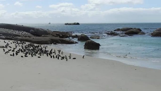 南非巨石湾的非洲企鹅殖民地