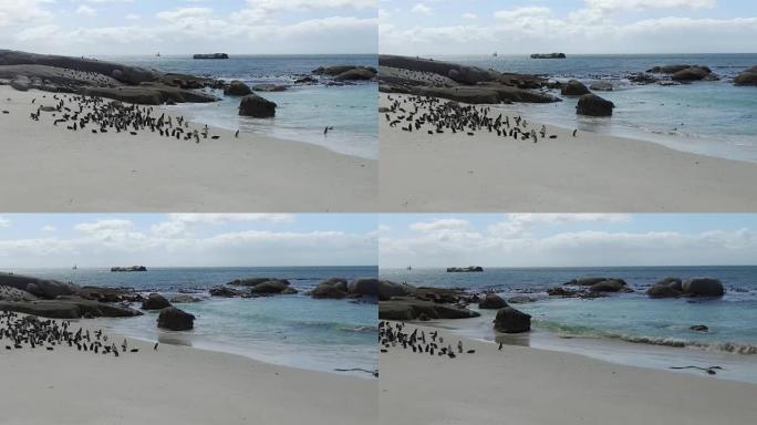 南非巨石湾的非洲企鹅殖民地