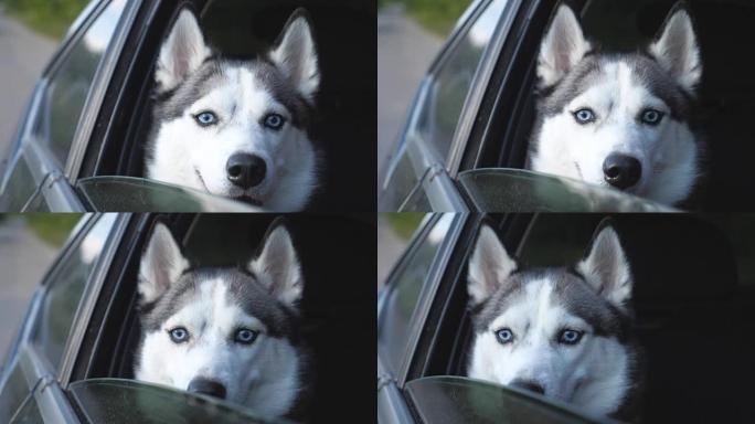 年轻可爱的西伯利亚哈士奇狗坐在移动汽车的后座上，从窗户向外看。在乡下旅行时，悲伤的家畜乘坐汽车。关闭