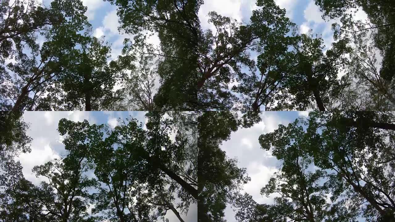 柬埔寨暹粒皇家花园公园的大树上倒挂的果蝠