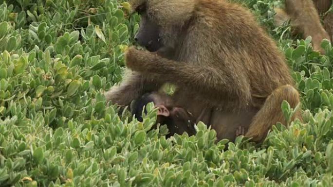 橄榄狒狒母亲在安博塞利 (amboseli) 哺乳婴儿