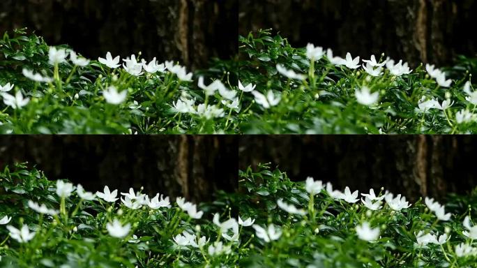 温暖阳光下的白色茉莉花