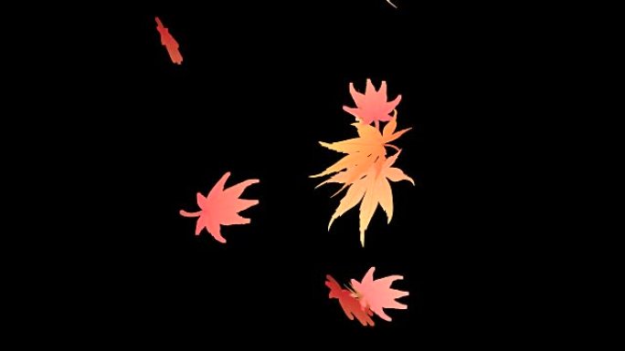 秋天的枫叶下降环与阿尔法通道。动画镜头