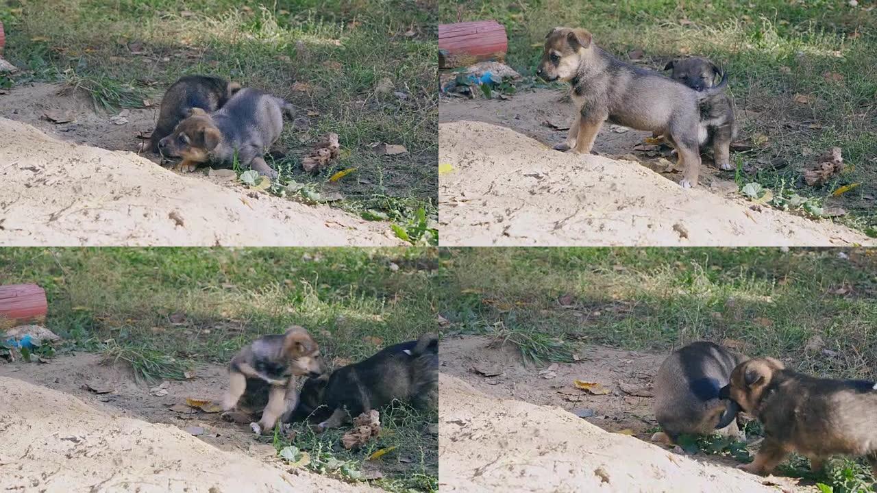 无家可归的小狗狗打架，一只小狗用尾巴拉着另一只小狗穿过草地和树叶