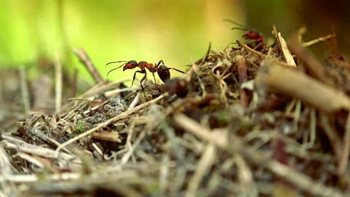 野生红蚂蚁建蚁丘，微距拍摄细节