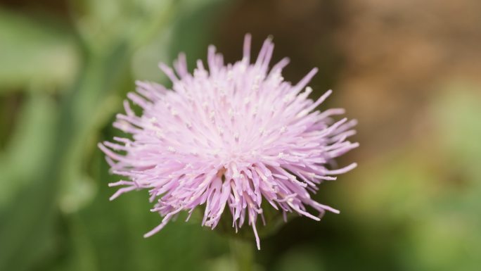 初立春分刺儿菜花朵实拍镜头