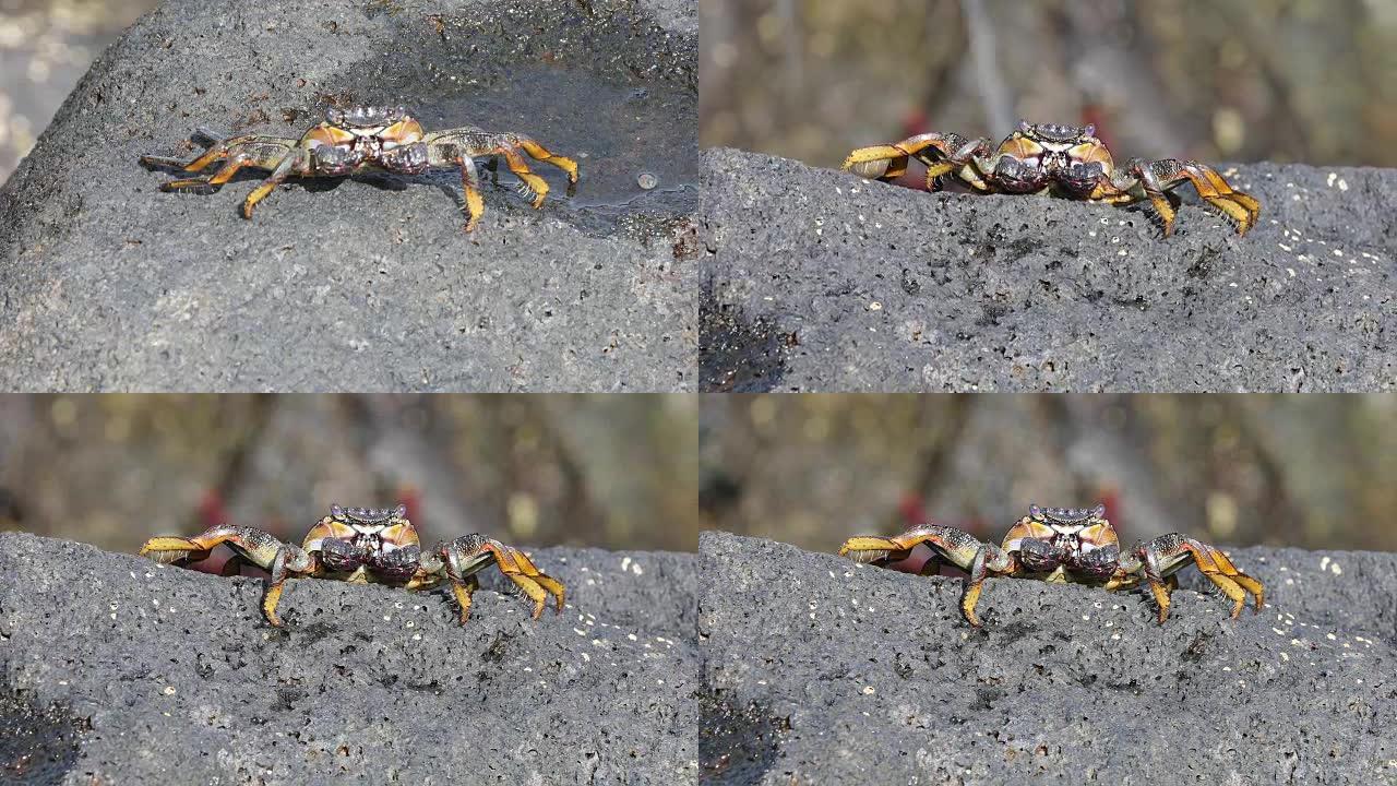 葡萄蟹-摩尔人蟹，特内里费岛
