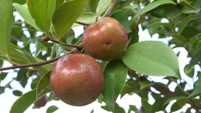 成熟油茶果山茶果