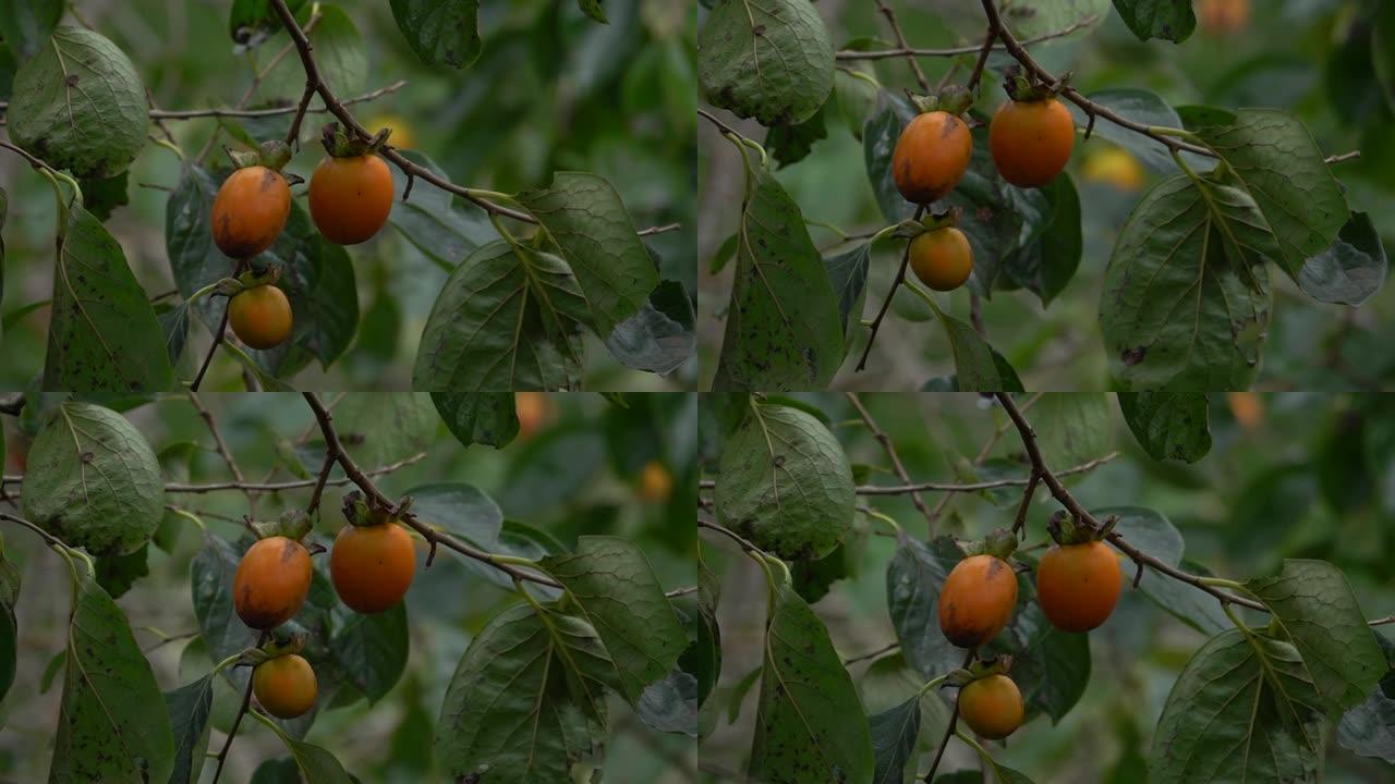 柿树和水果