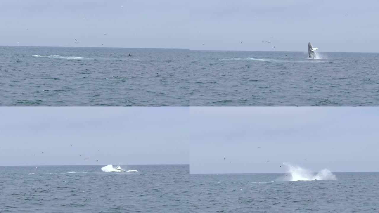 座头鲸在美国加利福尼亚州蒙特利湾跳出水面