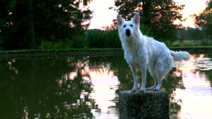 白牧羊犬坐在池塘中央的一块岩石上，吠叫着尾巴摆动。