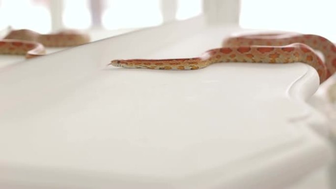 彩色的橙色蛇爬在一张白色复古桌子上，特写。巨蛇座。