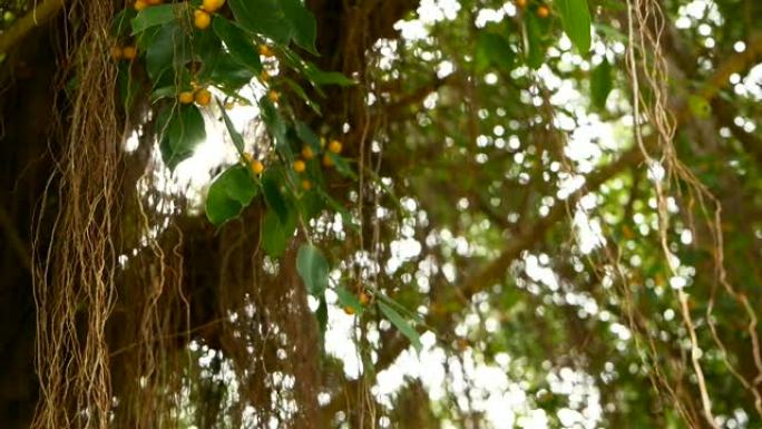 在阳光和风中垂下的印度大榕树的棕色长气生根。绿色的叶子带有黄色的果实和波克，模糊的复制空间。自然抽象