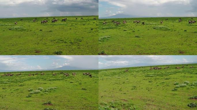 恩杜图的牛羚群迁徙