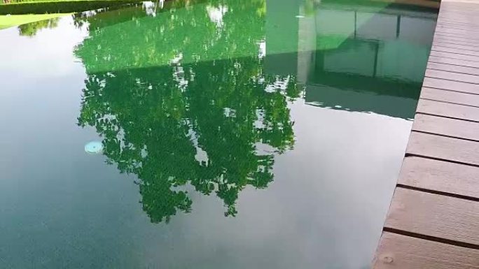 池水上的树影