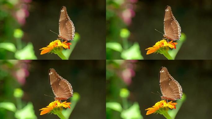 蝴蝶在橙花上寻找食物