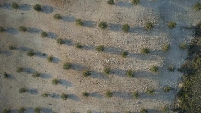 清晨鸟瞰一个小农场的橄榄园