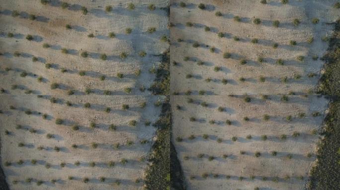 清晨鸟瞰一个小农场的橄榄园