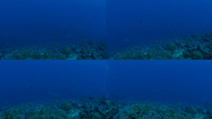 在海底礁游泳的扇形锤头鲨群