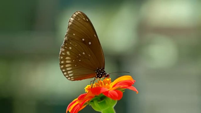 蝴蝶在橙花上寻找食物。