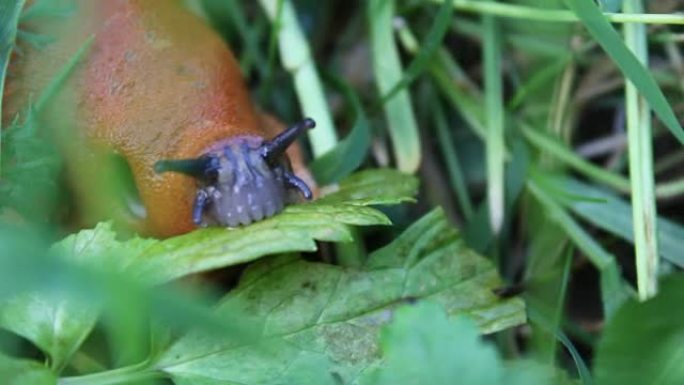 蜗牛吃绿叶