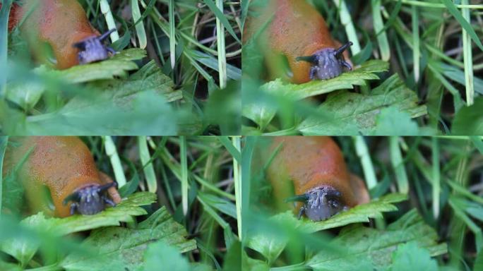 蜗牛吃绿叶