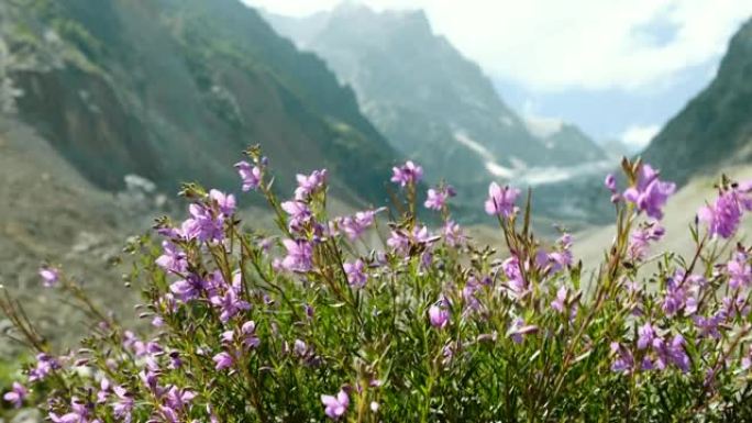 山中随风摇曳的野花