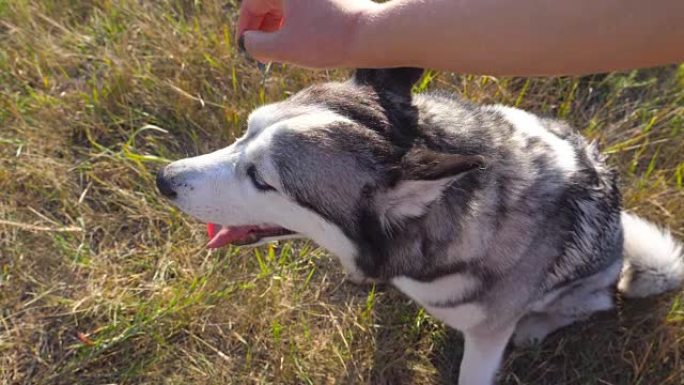 夏天，年轻女孩的多莉在野外爱抚她的西伯利亚哈士奇。可爱的狗坐在草地上，享受主人的抚摸。女人花时间和她