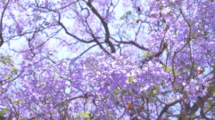 西昌蓝花楹多角度航拍特写合集4K