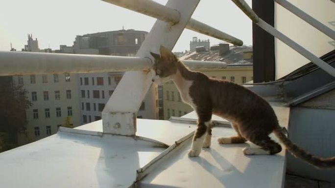 猫走在阳台屋顶的边缘