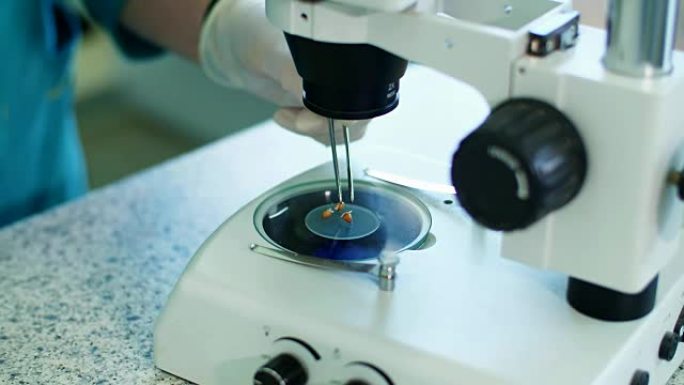 特写，用玉米种子显微镜。实验室工作人员戴着手套，用显微镜检查发芽的生根玉米种子。科学实验室研究、生物