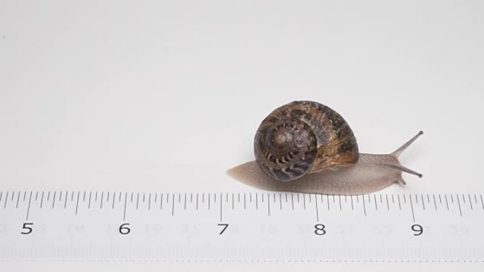 蜗牛沿着测量尺刻度爬行