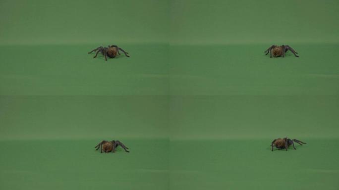 绿色屏幕背景上行走的大毛狼蛛蜘蛛