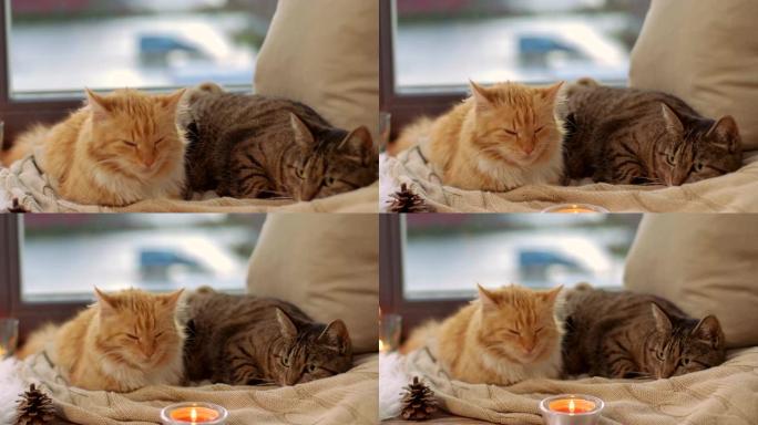 两只猫躺在家窗台的毯子上