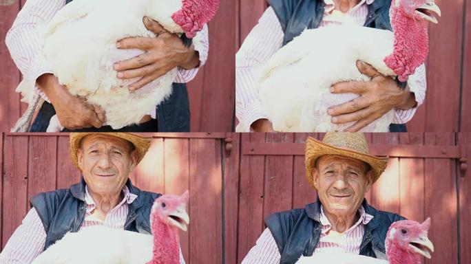 一位戴着草帽的老年农民拿着一只活的白色火鸡。农场背景下的一名男子与一只白色火鸡的肖像