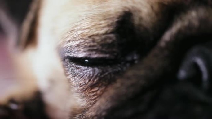 可爱的哈巴狗美丽的眼睛。特写，微距拍摄。眼虹膜收缩，瞳孔扩张