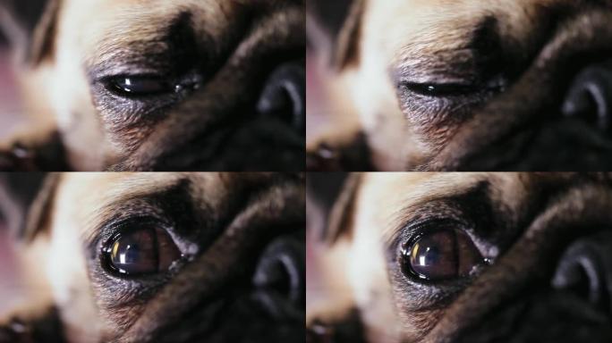 可爱的哈巴狗美丽的眼睛。特写，微距拍摄。眼虹膜收缩，瞳孔扩张