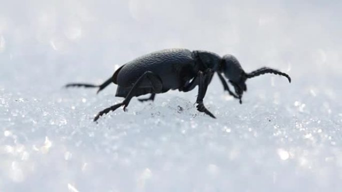 美国油甲虫 (水泡甲虫) 春天在雪地上移动。野生动物中的Meloe proscarabaeus水泡甲