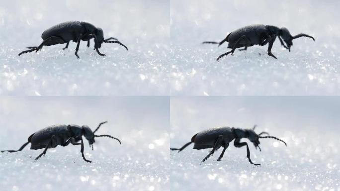美国油甲虫 (水泡甲虫) 春天在雪地上移动。野生动物中的Meloe proscarabaeus水泡甲