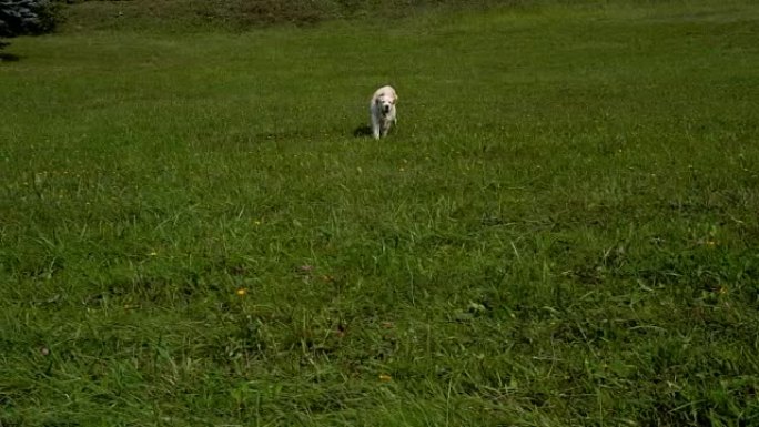 金毛猎犬以慢动作在草地上奔跑